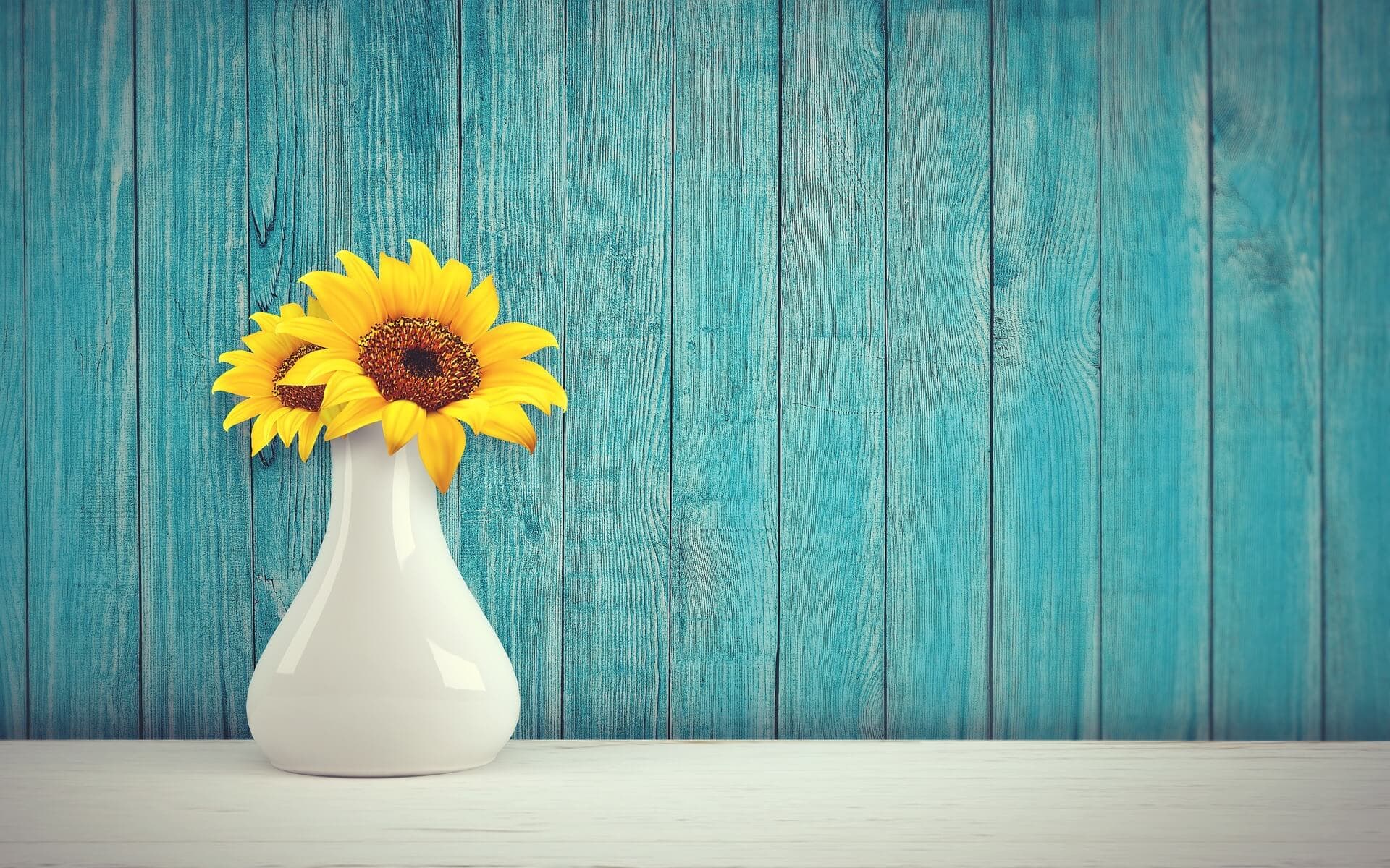 A white vase with two sunflowers against a blue wooden wall background on a white surface. - Home Instead