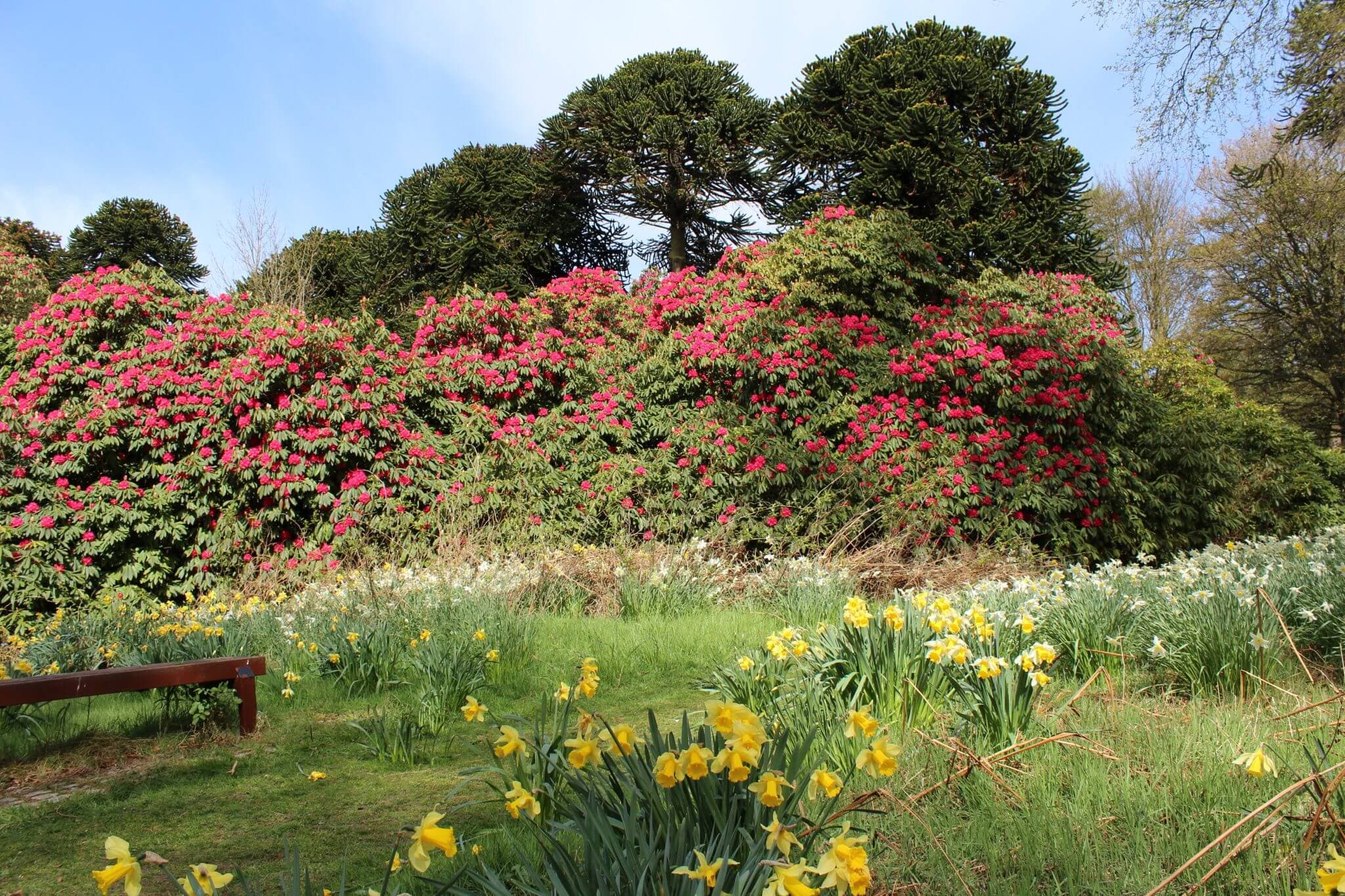 Garden with blooming red azaleas and yellow daffodils. Trees and clear sky in the background. A bench in the foreground. - Home Instead