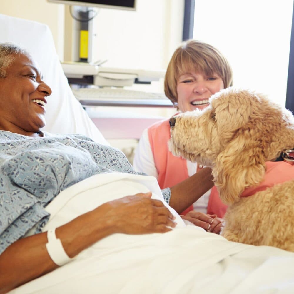 A patient in a hospital bed smiles while petting a therapy dog, with a healthcare worker sitting beside them. - Home Instead