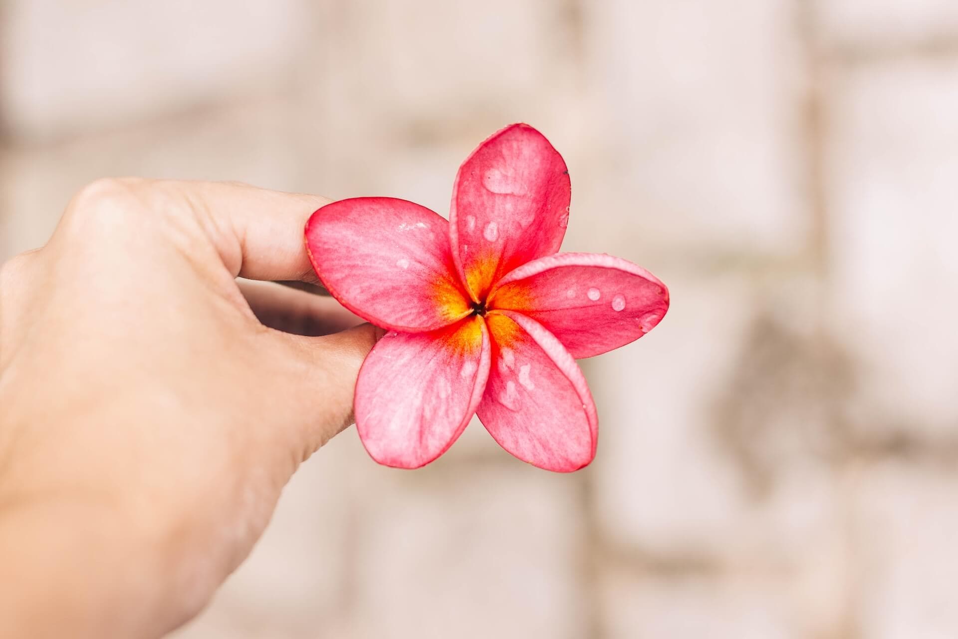 A hand holding a pink flower with water droplets against a blurred background. - Home Instead