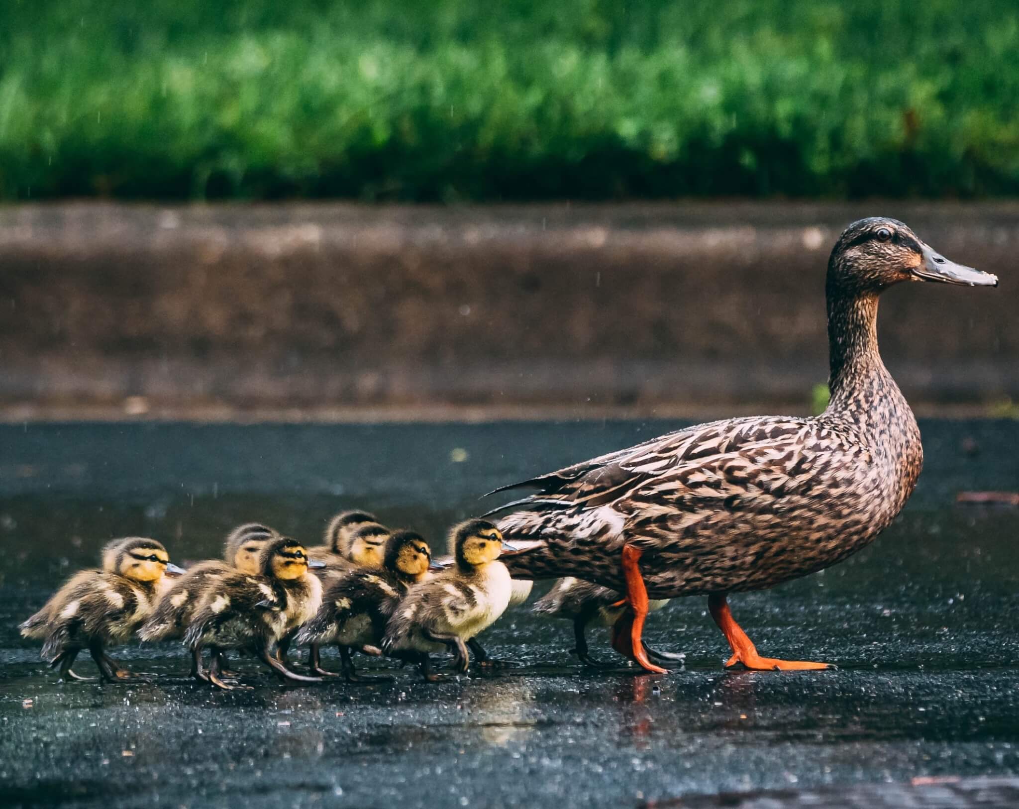 Fun Places to Feed the Ducks In and Around Widnes